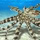 Illustration for article titled The Talented Mimic Octopusem/em